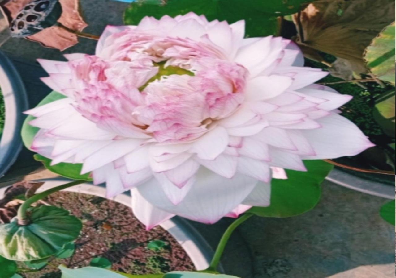 Raelyn'S Homestay Kochi 외부 사진