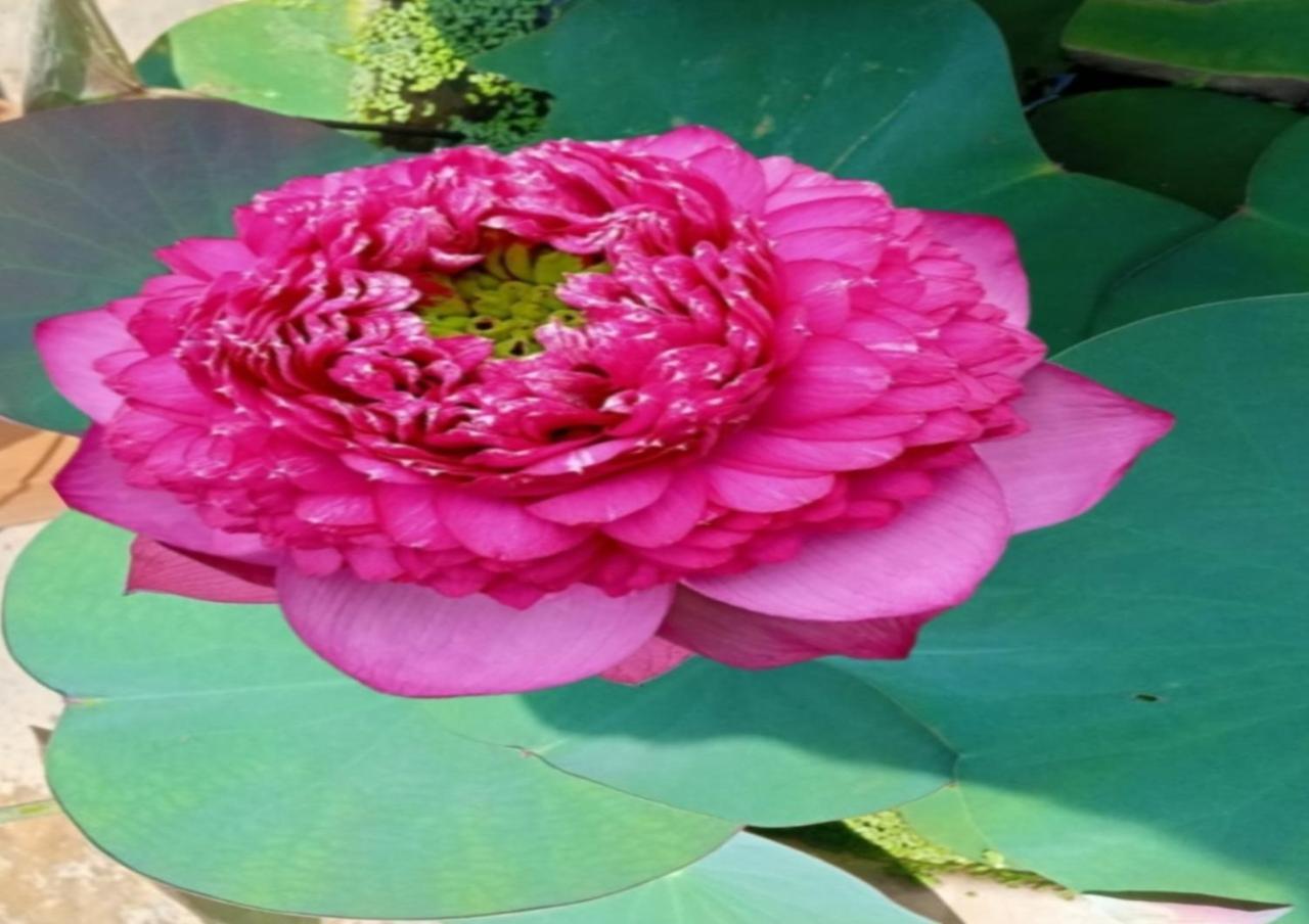 Raelyn'S Homestay Kochi 외부 사진