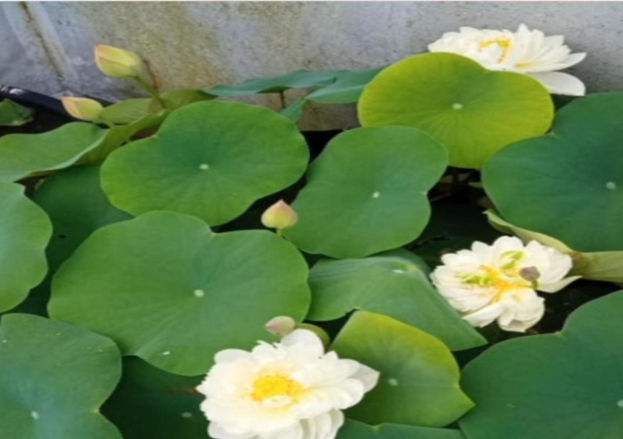 Raelyn'S Homestay Kochi 외부 사진