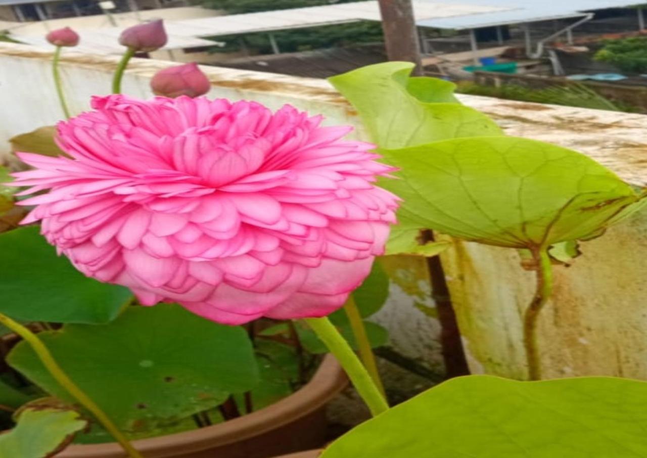 Raelyn'S Homestay Kochi 외부 사진
